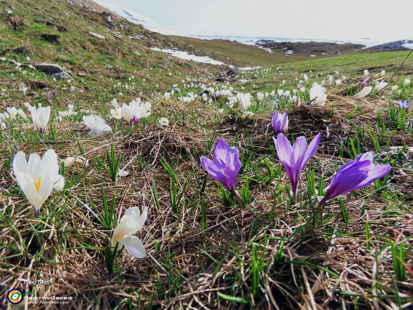 21 Crocua vernus (Zafferano maggiore) bianchi e violetti .JPG